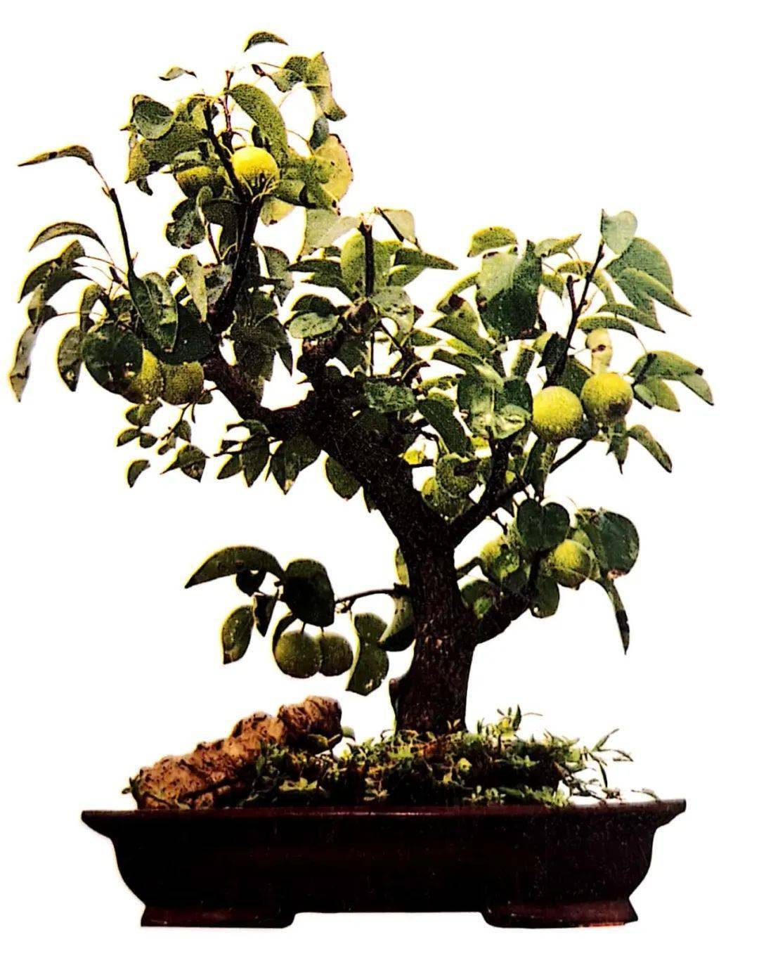 梨树盆栽种植方法图片
