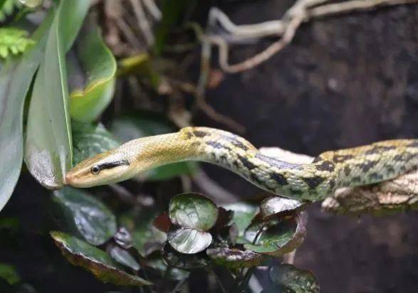 蛇藏在蔬菜礼包被人团菜发现疑似黑眉锦蛇怎样处理才好