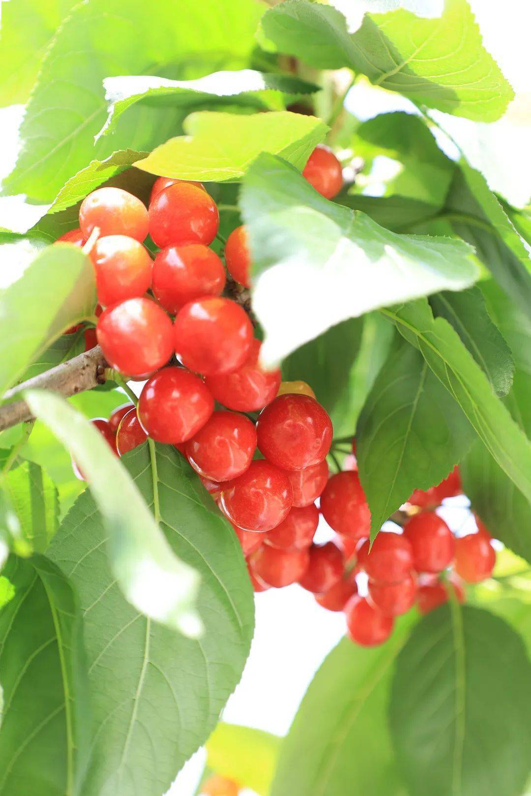 青白江招牌樱桃上市欢迎品鉴