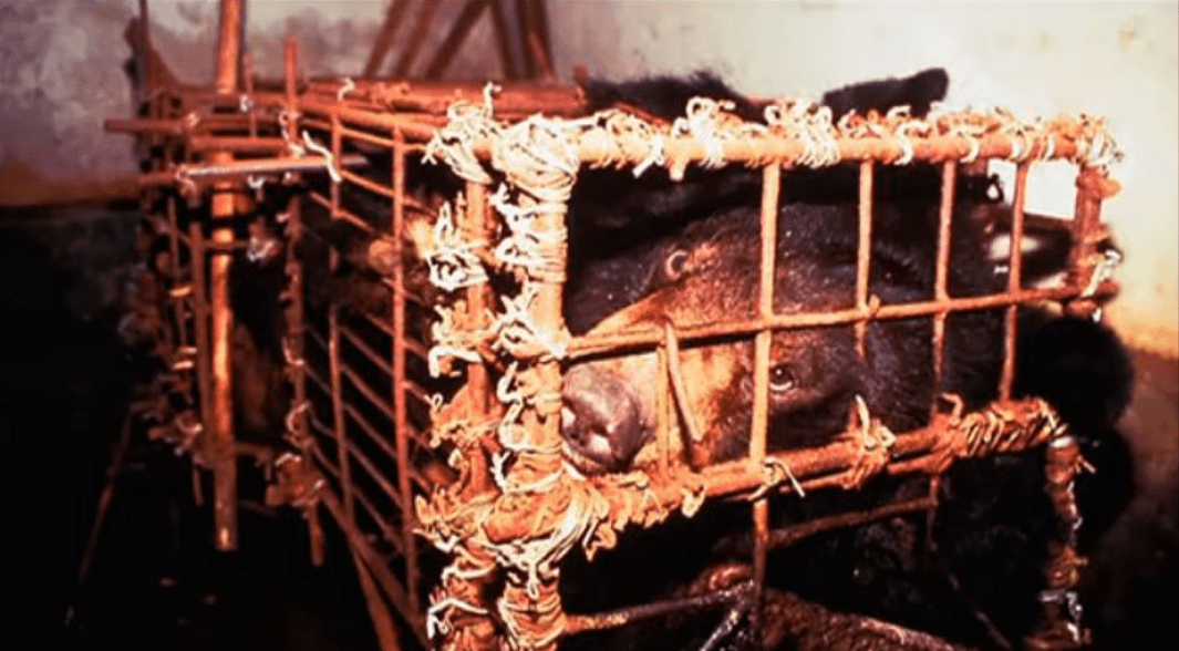 熊被救了出来,它们的身体已经遭受到不同程度的伤害,它们的寿命只能