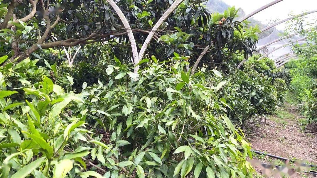 当地群众充分利用当地的生态环境优势,将野生甜菜树驯化移栽到自家的