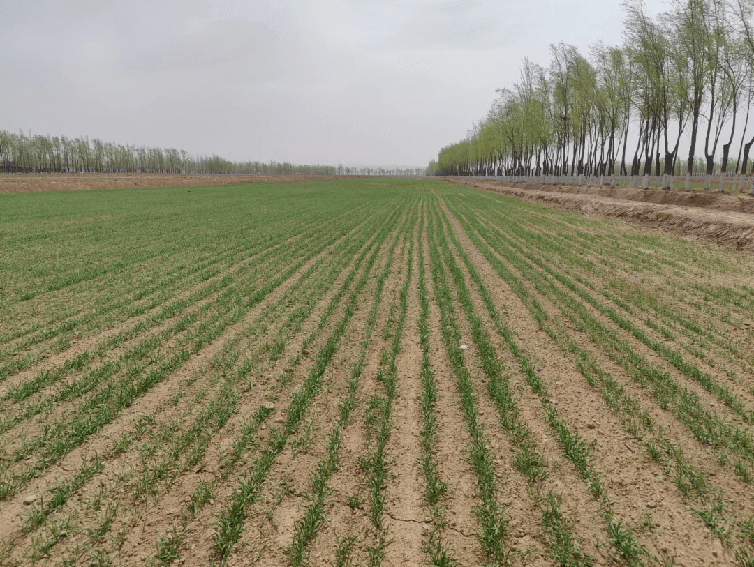 走进位于梧桐树乡李家圈村的小麦种植基地,仿佛置身于一片绿色的海洋