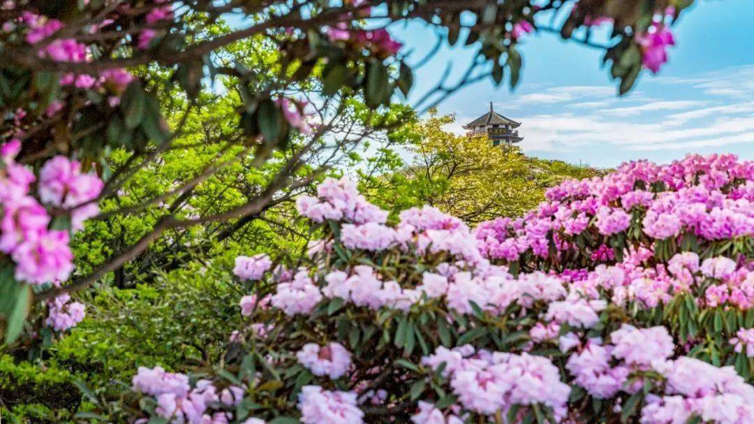 天台杜鹃花节时间图片