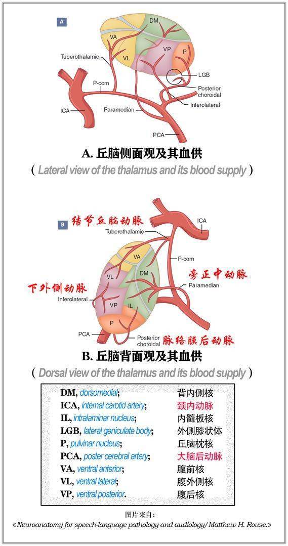 一,背側丘腦(thalamus)背側丘腦,下丘腦,基底節和內囊,垂體,脈絡叢及