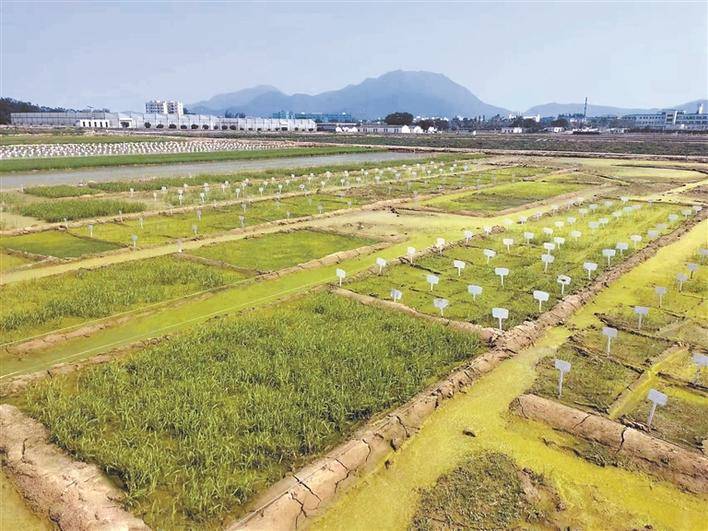 深圳海水稻春耕时节播种全国_盐碱地_种子_中农