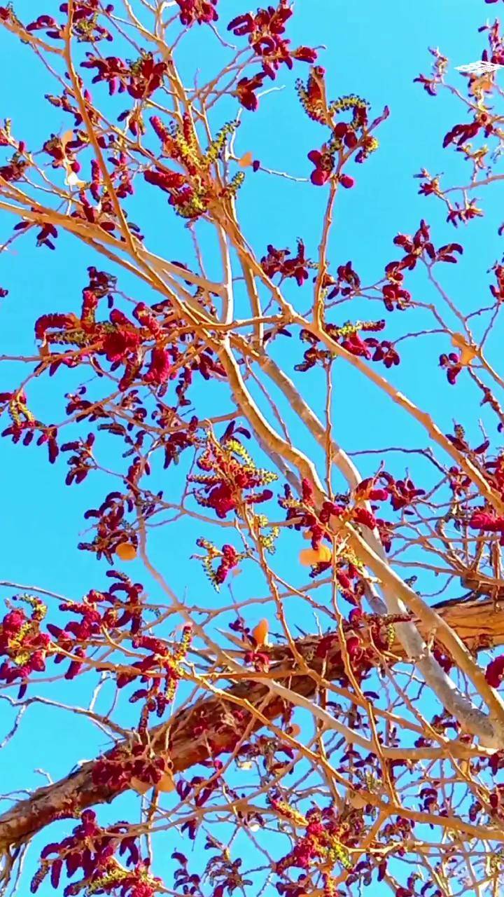 额济纳胡杨林胡杨树开花了您看见过吗旅行推荐官摄影最美的风景在路上