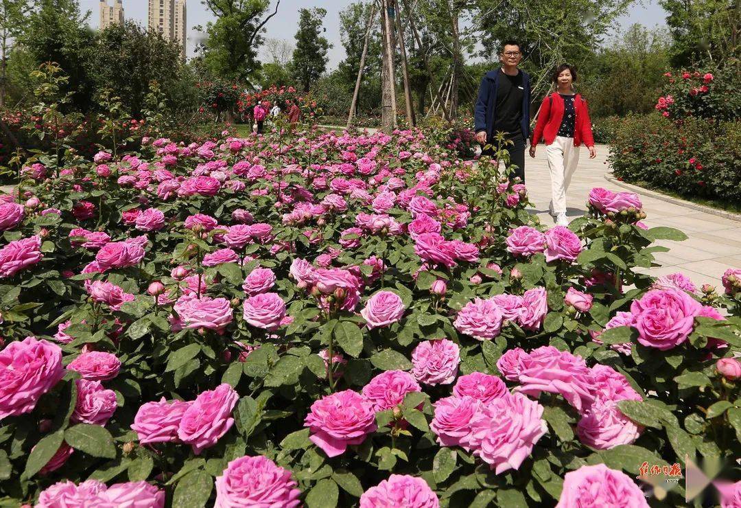 本周日,焦作免费向市民赠送市花!_月季_公园_天河