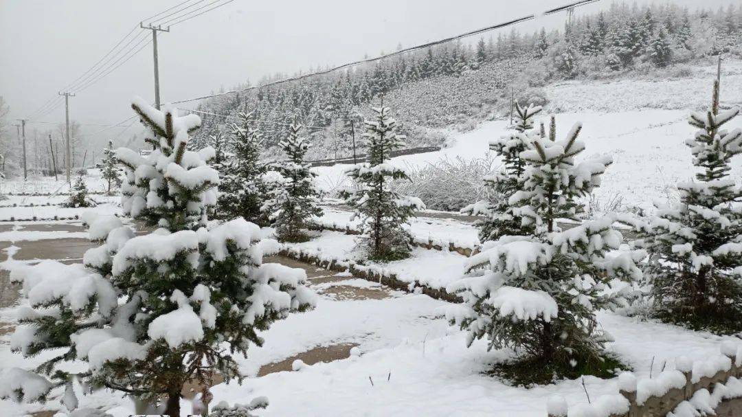 速看:人间四月天,甘肃这里下雪了!_陇南_礼县_武都区