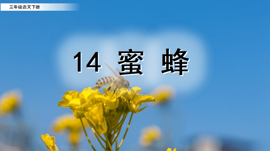 课件三年级语文下册课文14蜜蜂