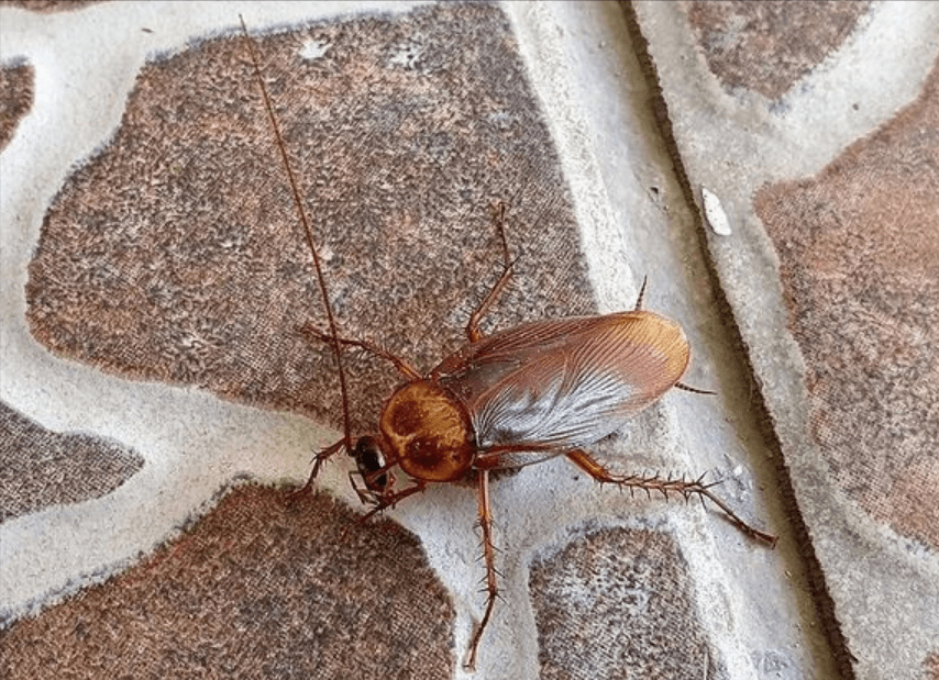 原创要干什么厦门海关截获2000只活体蟑螂若进入我国会有何影响