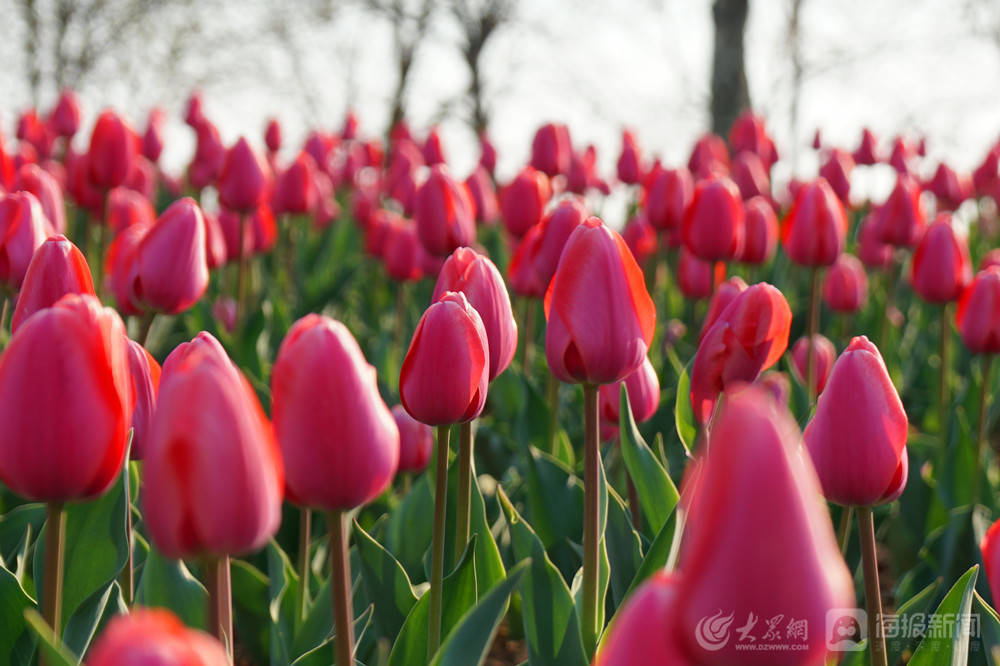 烟台虞美人广场郁金香花开正盛