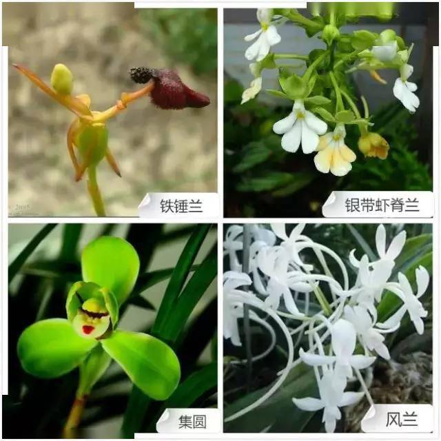 68种常见兰花类品种与花色图谱