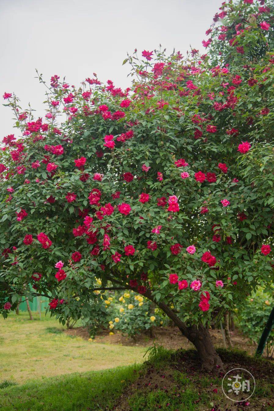 1000000 株玫瑰怒放,成都这个"童话庄园"藏不住了!