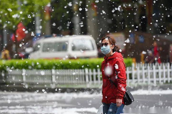 风吹柳絮飞图片图片