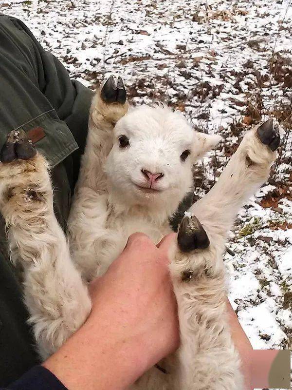 羔羊集中出生小羊羔吃奶没力气怎么办