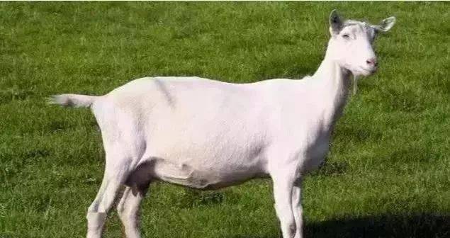 世界上最好的36种羊