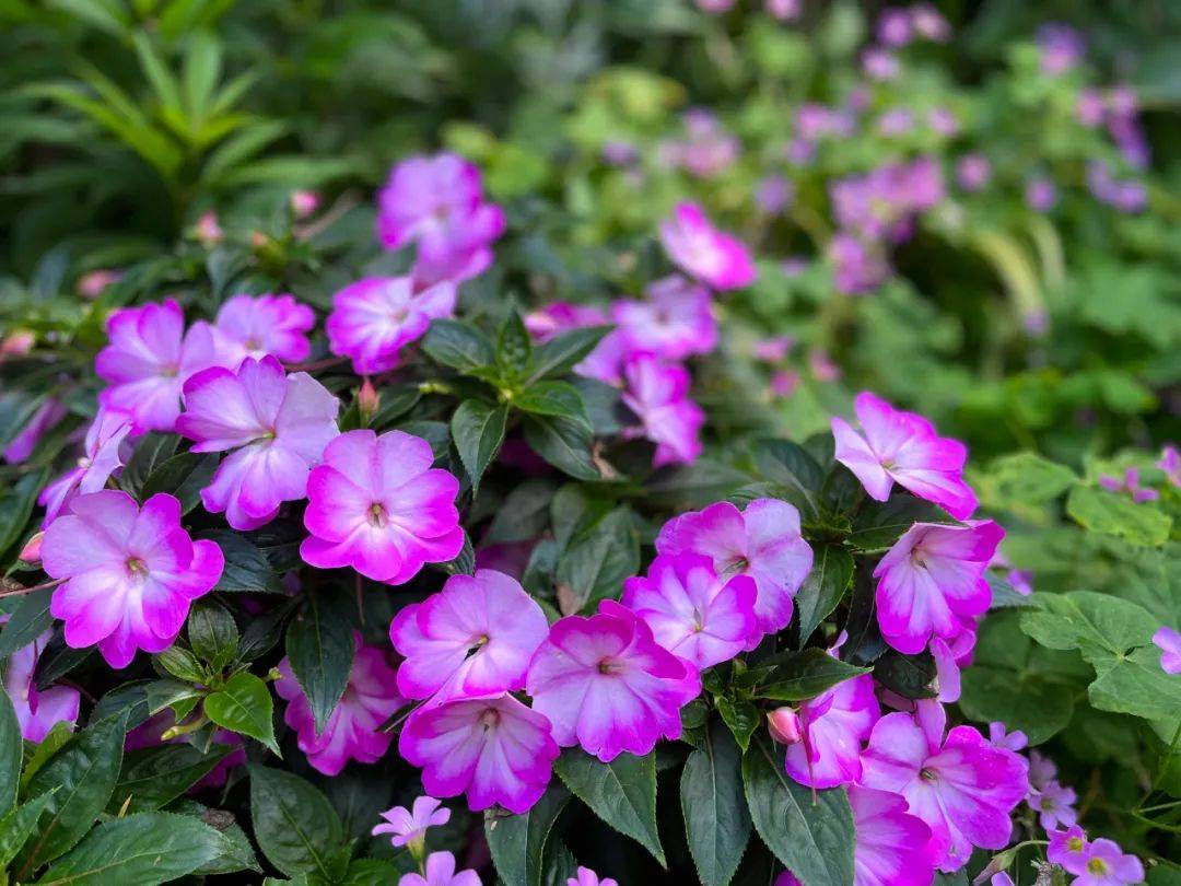 与好友家人讨论哪朵长得俏皮可爱,哪朵比较乖巧,接着一同被花开的盛况