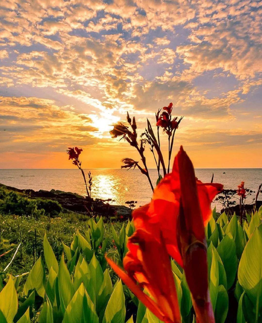 花与阳光意境图片海边图片