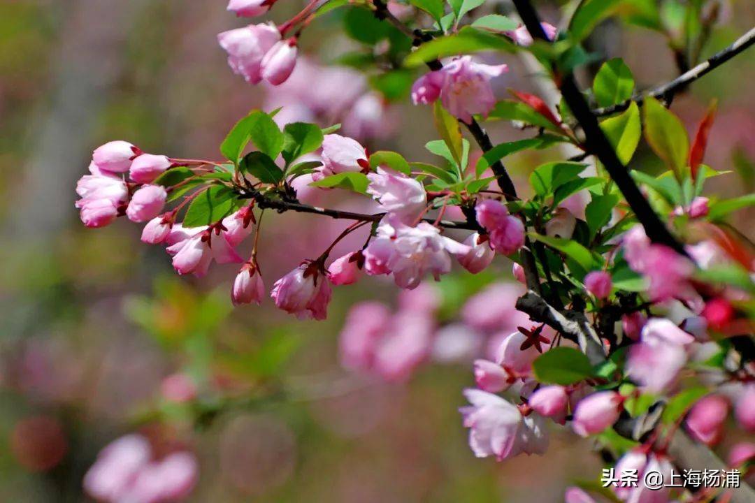 因其风姿绰约,受到历代文人墨客的喜爱与赞叹.