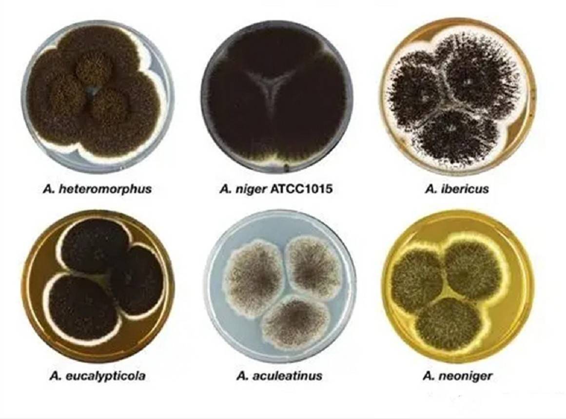 事实上,这是人们对霉菌最深的误会,霉菌的种类很多,黄曲霉只是其中的