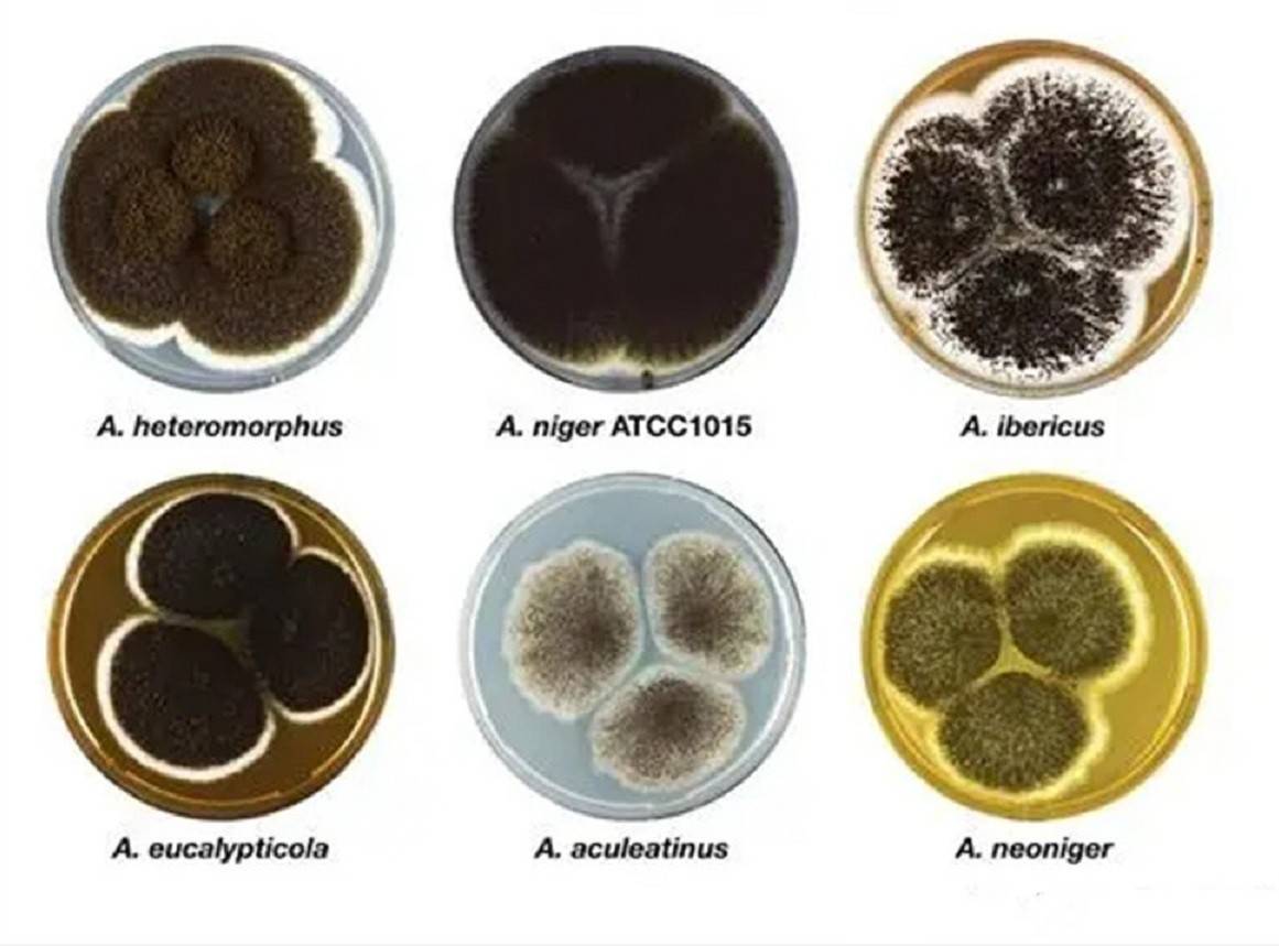 霉菌的种类图片
