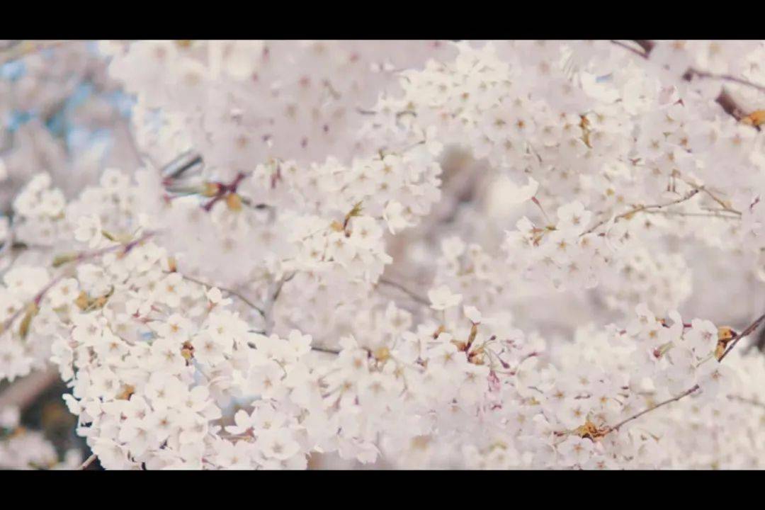 红狼草樱花图片_樱花草影院_草樱花