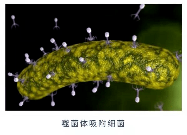 号称对虾养殖第一杀手上海诺立如何颠覆传统防治弧菌的认知