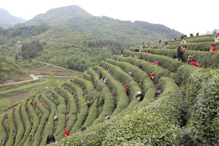 汉中市西乡县高川镇举行首届茶叶采摘节