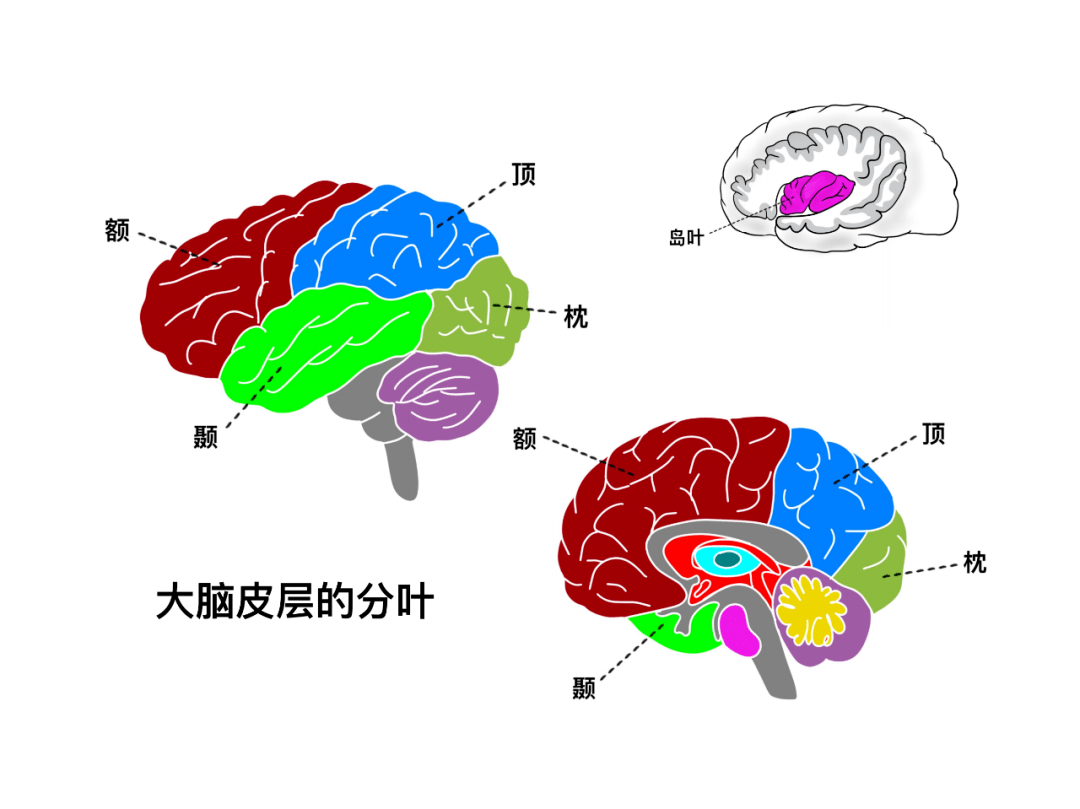 徐桂興手繪|大腦皮層的解剖與定位_功能_中樞_頂葉