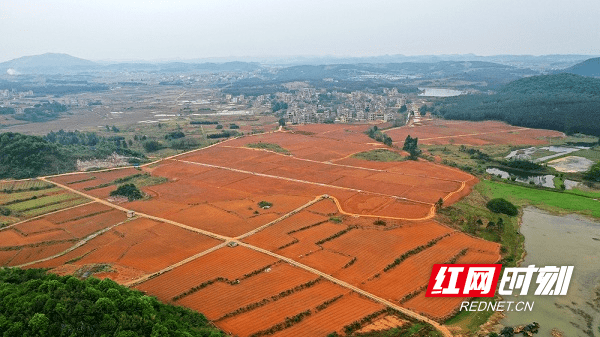 新田:唤醒"沉睡"土地 助力稳粮增效_新田县_种植_骆贞伟