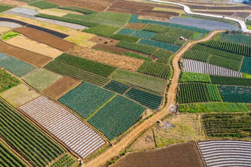 (4月11日攝)4月,麗江市永勝縣田地間隨處可見忙