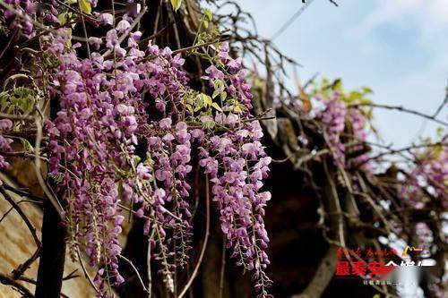 孔子登臨處:紫藤花開正爛漫_紫色_泰山_花兒