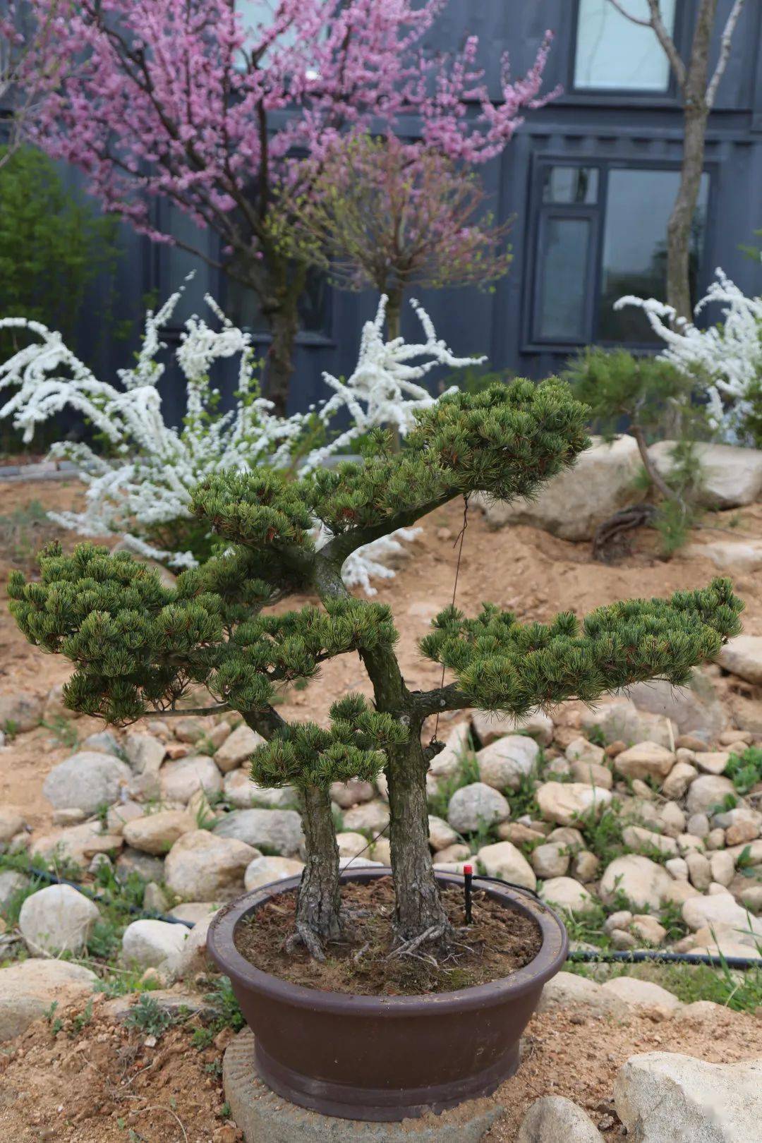 五针松|苍劲秀丽,老而不衰_pinus_修剪_造型