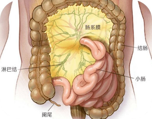 盲肠末端丛生,各类病菌,病毒因回盲瓣的作用,容易在回肠末端长期停留