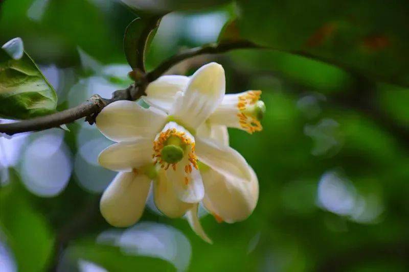 新津柚花开了pong香与你柚约