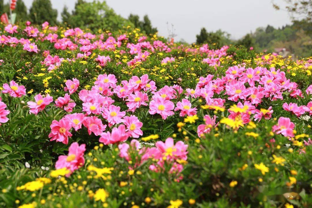 百畝芍藥花開正濃_廟村_三星鎮_雷公