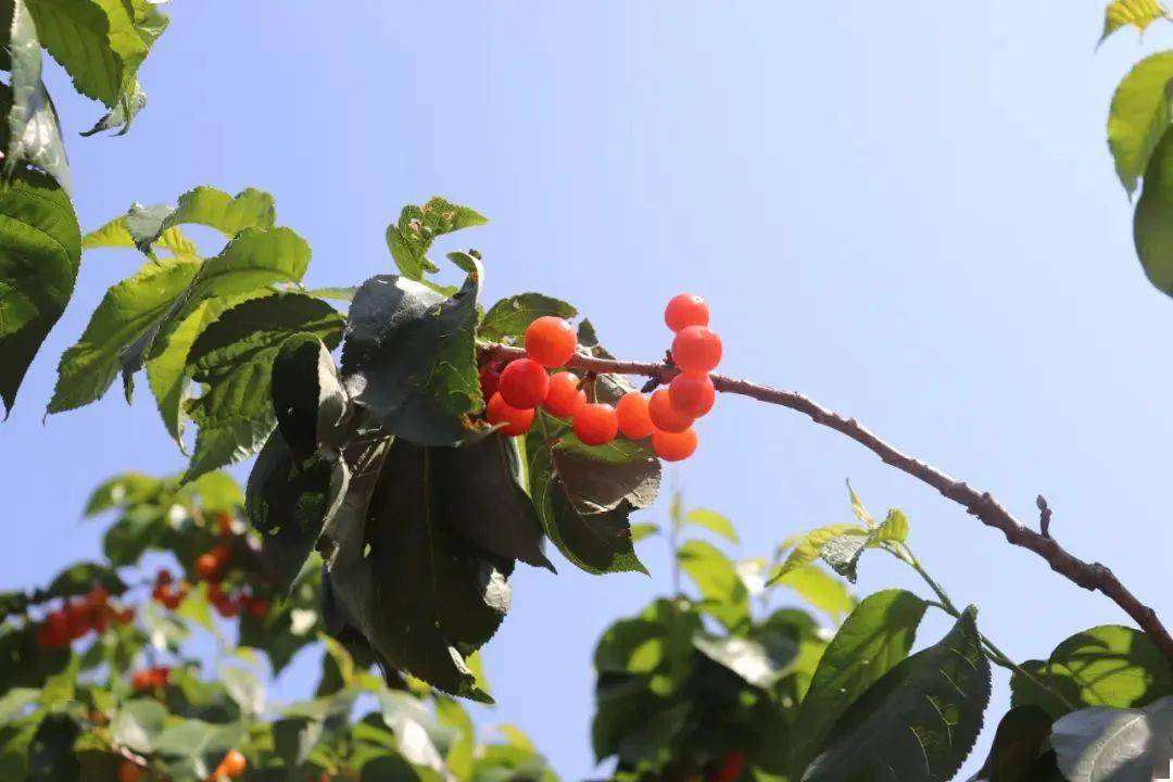 en桃儿熟了味道min甜请收好这份攀枝花樱桃采摘攻略周末就出发