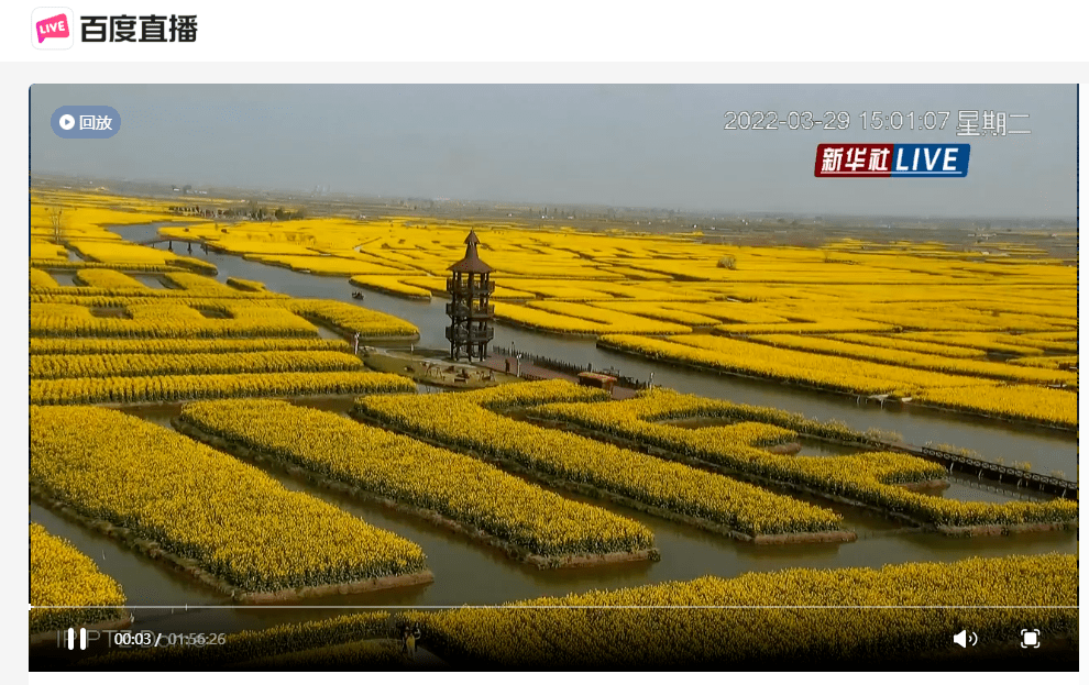 人世间百媚千红唯对你情有独钟央媒集中推介千垛菜花香彻云端
