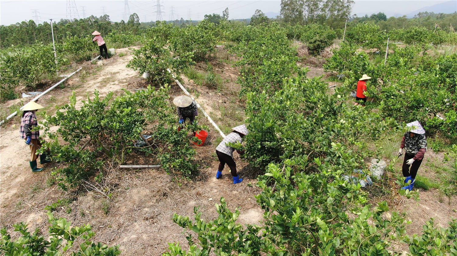 阳西县奥腾香水柠檬种植基地负责人陈德很介绍说,2018年以来,该基地种