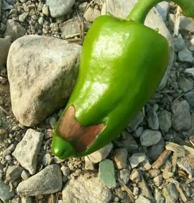 菜农问辣椒咋烂成这样怎么办