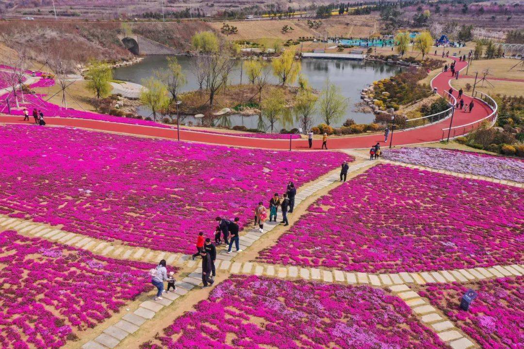 【威海资讯】探花来荣成,渐欲迷人眼_樱花_生态_公园