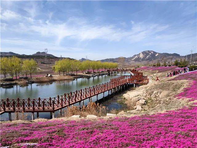 绚烂之春春风十里遇芝樱这片花海惊艳上线