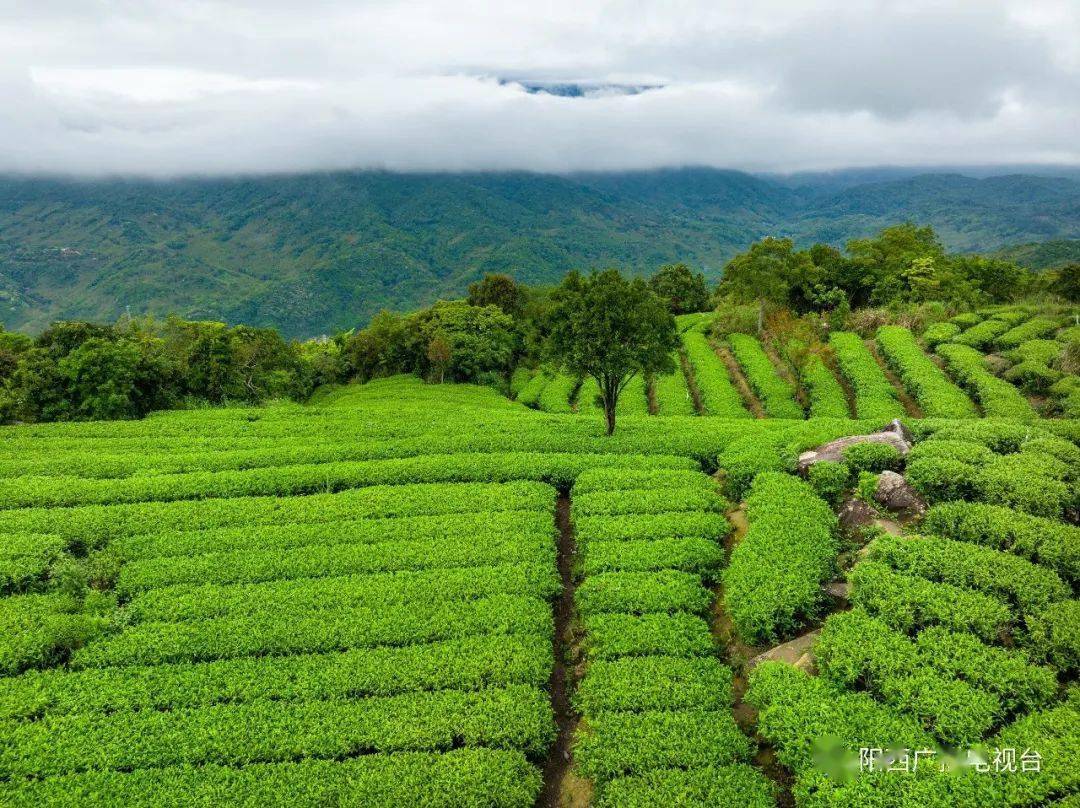 阳西新墟:茶农当"网红" 直播带货打响东水茶品牌_水山_茶叶_山茶