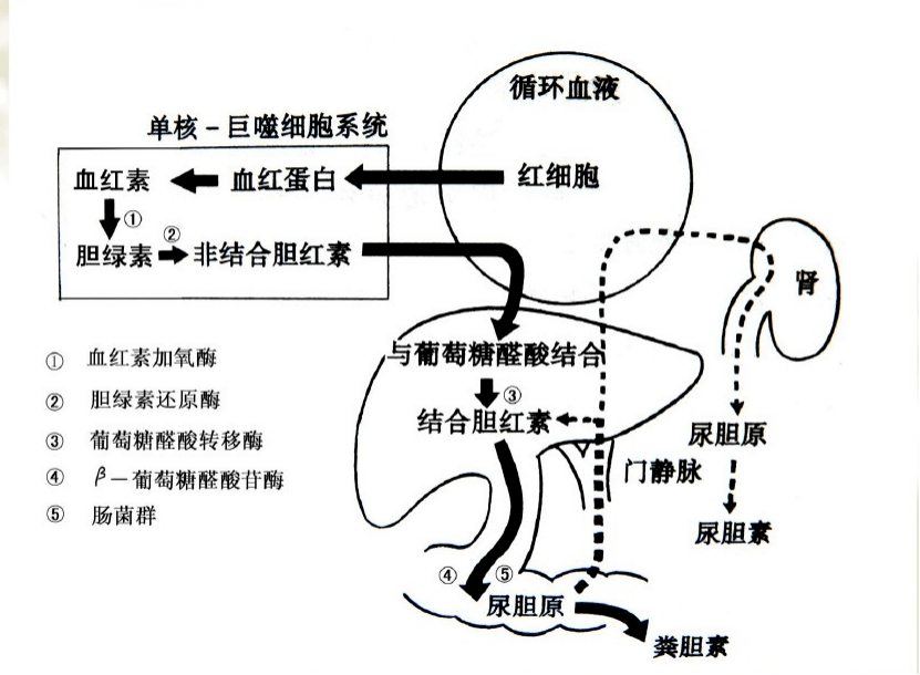 胆汁循环途径示意图图片