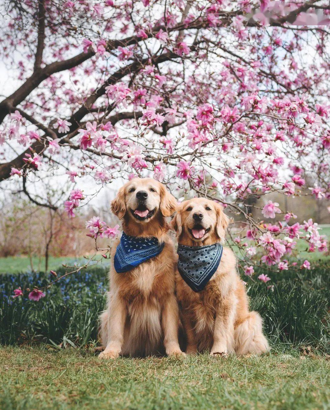 当金毛和鲜花同框每张都美得可以做壁纸