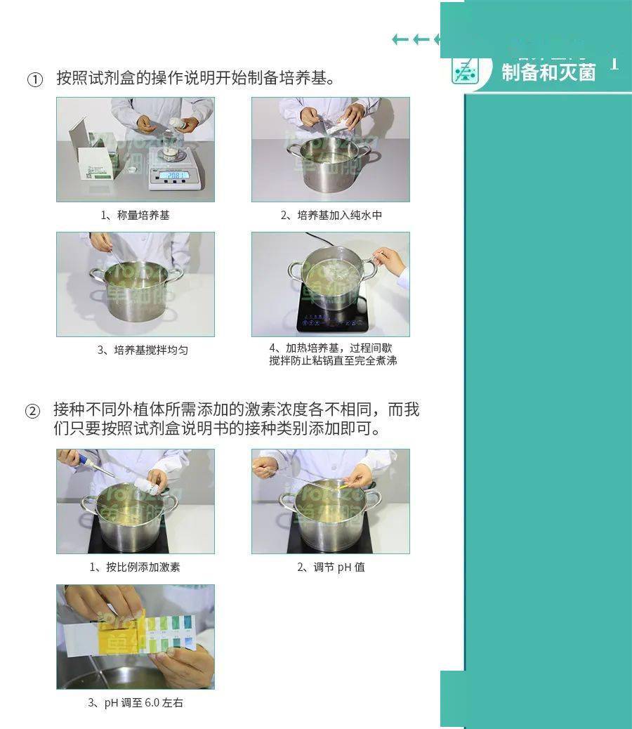 实验:菊花的组织培养(附送礼物)_细胞_植物_哈伯