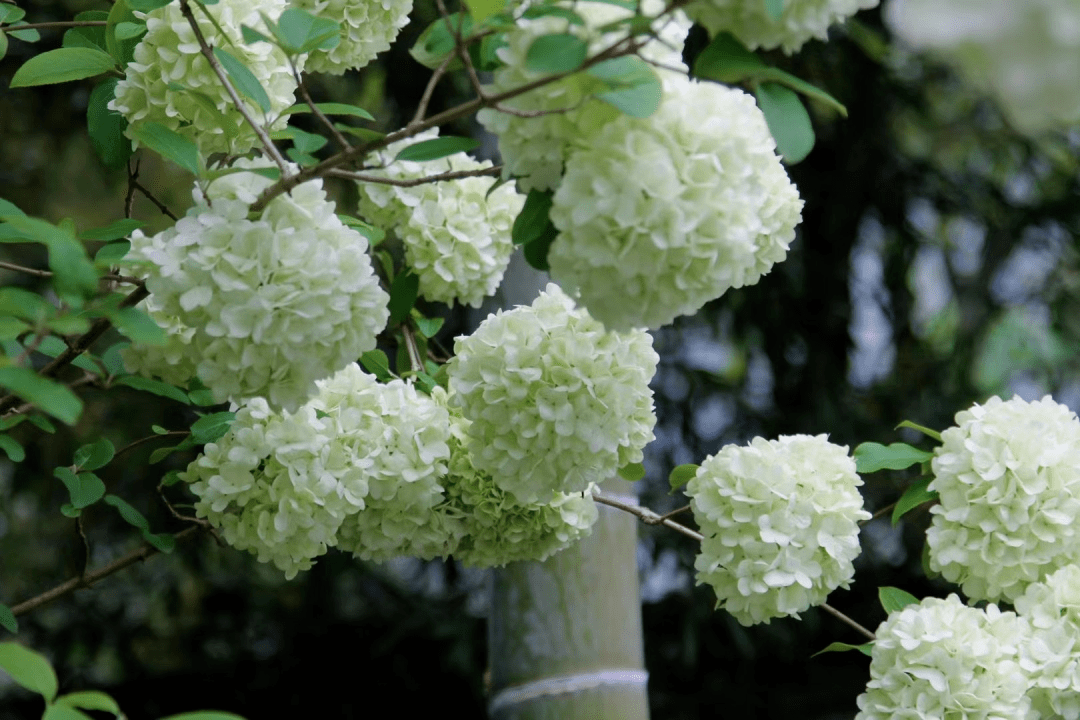 图08江南忆庄园木绣球花的花语是希望,忠贞,永恒,美满与团聚,圆圆的
