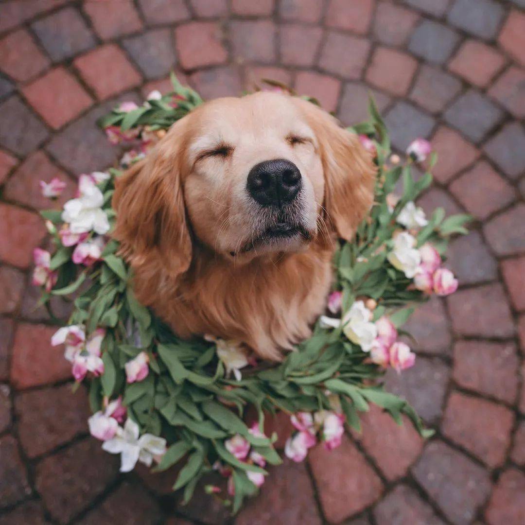 当金毛和鲜花同框每张都美得可以做壁纸