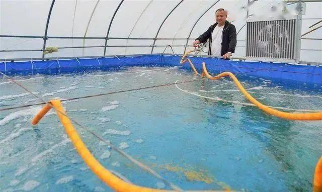淡水高密度大棚养虾 淡水高密度大棚养虾药物