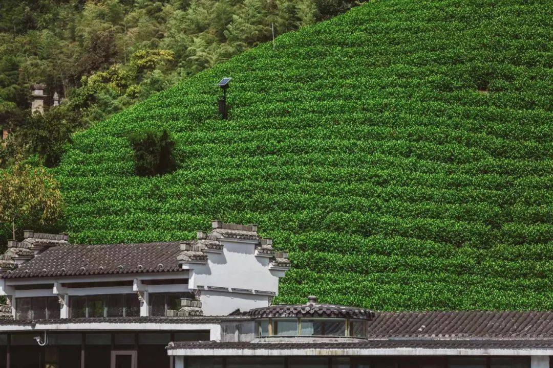 低至499起4月周末不加价五一可用安吉2000亩茶园秘境竹海山野度假